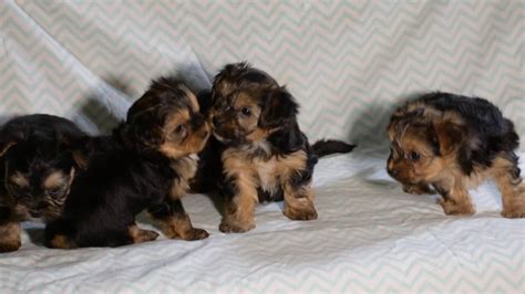 The yorkie chon also recognized as the yorkie bichon, yo chon, borkie and yorkshire frise, this depending on the parents your puppy can be a combination of many colors including, black, blonde. Yorkie-Chon Puppies For Sale - YouTube