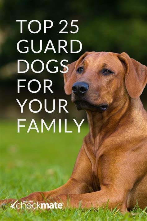 beste schutzhunderassen fuer ihre familie  guard dog breeds guard dog breeds