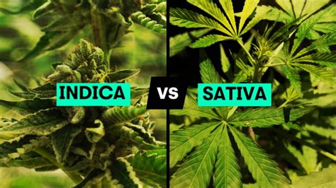 Although these strains are different, they are often combined by marijuana farmers to create hybrid strains. Indica vs Sativa: Do You Know The Difference? - Weedly Phoenix