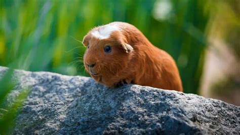 Can Guinea Pigs Jump And If They Can How High Guinea Pig Tube