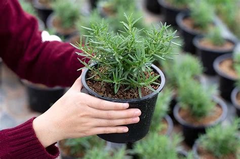 How To Grow Rosemary Indoors Gardeners Path