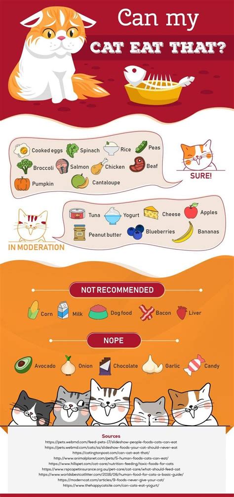 Infographic Which Human Foods Can My Cat Eat Human Food For Cats