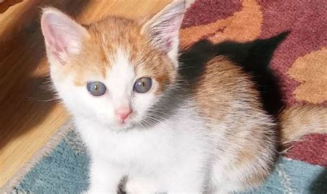 Tiny Kitten Found Dumped In Alleyway With Heartbreaking Note Left By A