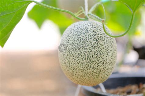 新鲜和善待日本甜瓜在温室中的青瓜哈密瓜农场甜美著名的日高清图片下载 正版图片505674390 摄图网