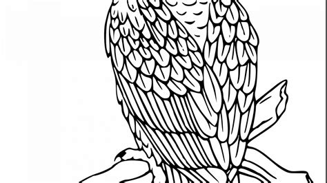 Bald Eagle Outline Drawing At Getdrawings Free Download