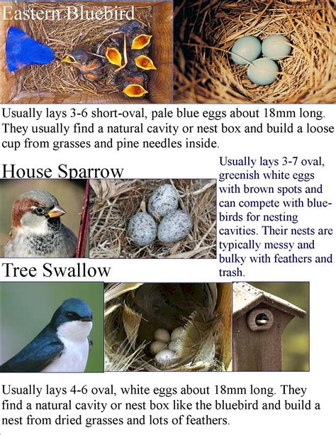 Wild Birds Unlimited Common Backyard Bird Nest Identification