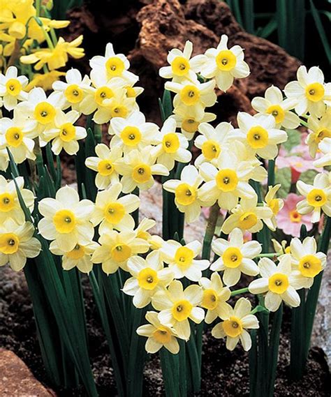 Fragrant Daffodil Minnow Set Of 20 Zulily Daffodil Flower Bulb