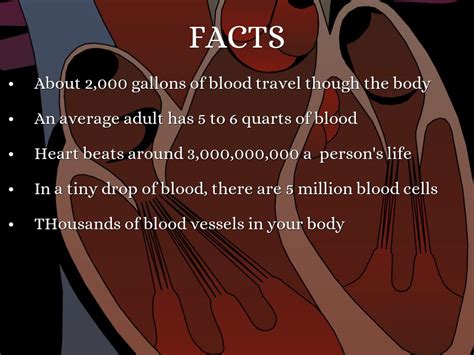 Circulatory System Facts My XXX Hot Girl