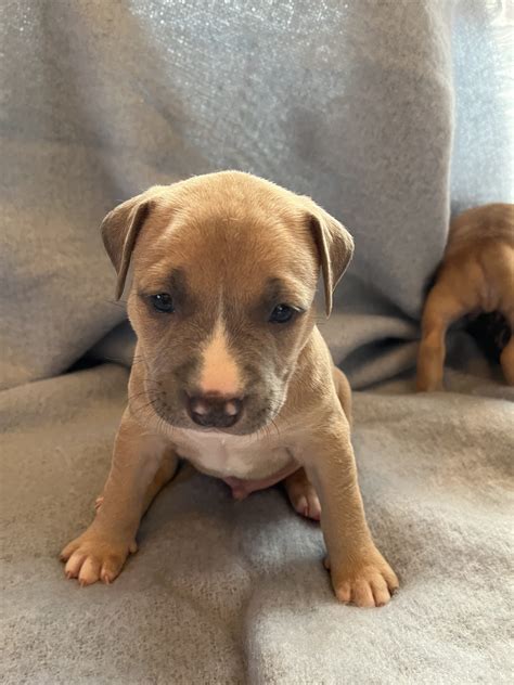 American Staffordshire Terrier Vip Puppies