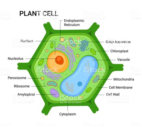 Illustration Of The Plant Cell Anatomy Structure Vector Infographic Plant Cell Plant Cell