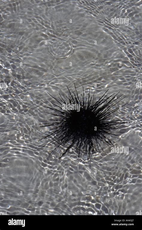 Spiky Black Sea Urchin In Sea Off Ras Nungwi Zanzibar Stock Photo Alamy