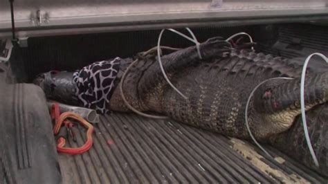 800 Pound Gator Caught Behind Texas Shopping Center Wgn Tv