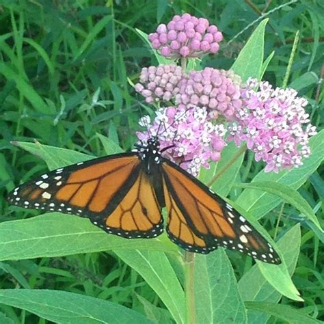 Milkweed Monarchs And Migration Parsons Gardens