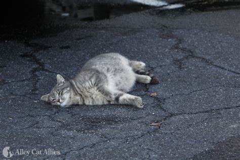 Tnr Scenarios Pregnant Cat Alley Cat Allies