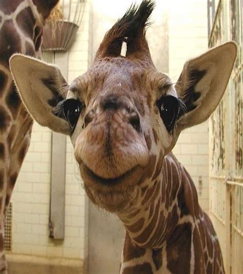 20 Animals Making Some Seriously Crazy Faces Page 4 Of 5