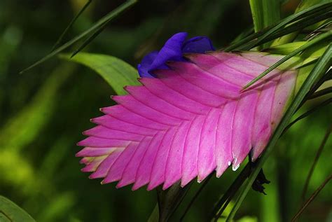 Amazonie Exotic Flower Tillandsia Ecuador Wild Flower Pikist