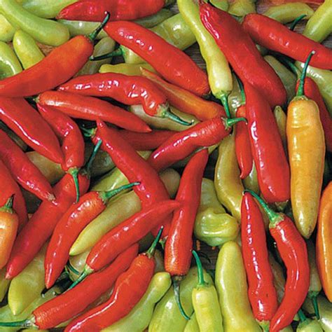 Aji Crystal Hot Pepper 10 Heirloom Seeds Great Underripe And Mature