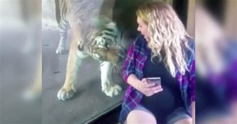 Woman Filmed Pregnant Friend Taking Selfie With Tiger And Captured