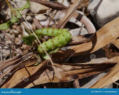 A Green Caterpillar With Brown Spots Stock Image Image Of Tangle