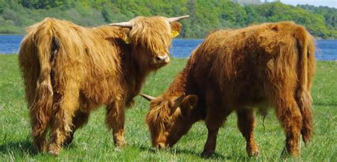 Where To Find Highland Cows On Our Exciting Adventure Trips Wilderness