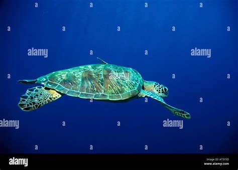 Hawksbill Turtle Eretmochelys Imbricata Malaysia Stock Photo Alamy