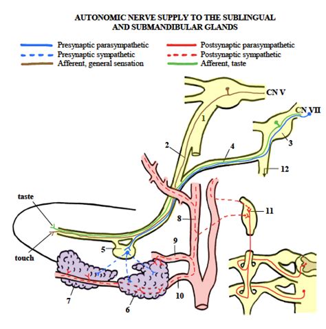 Autonomic Nerve Supply To Sublingual And Submandibular Glands Diagram