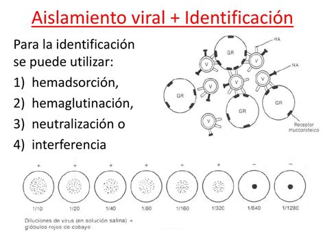 Diagn Stico Virol Gico Ppt Descargar