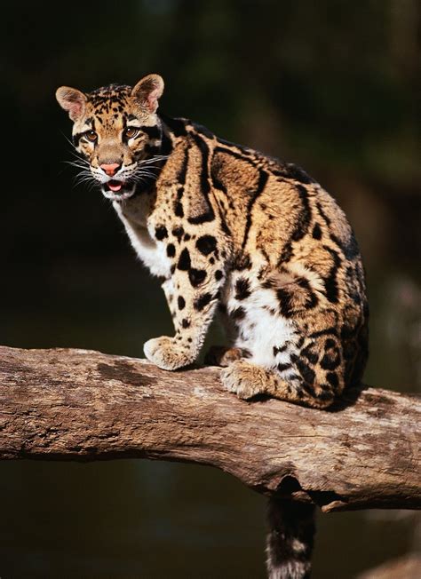 Cloudedleopard Small Wild Cats Big Cats Cats And Kittens Cute Cats