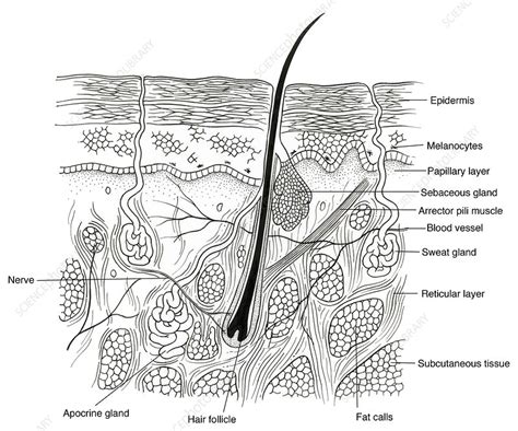Illustration Of Skin Section Stock Image F0315250 Science Photo