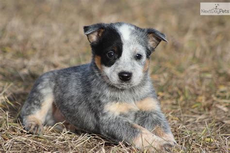 Australian Cattle Dogblue Heeler Puppy For Sale Near Grand Rapids
