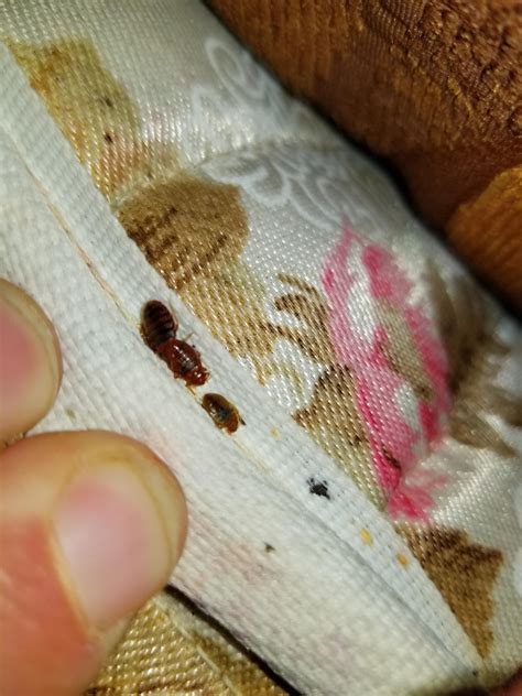 Are These Bed Bugs Bedbugs