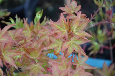 Buy Acer Palmatum Corallinum Pink Japanese Maple Mr Maple │ Buy