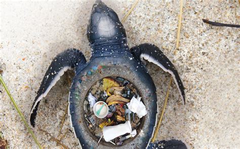 Plastics And Wildlife The Tropical Conservation Fund