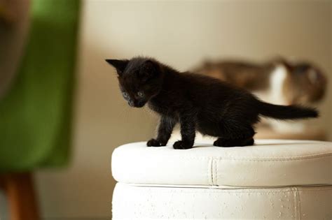 Kitten Development In The First Six Weeks Of Life