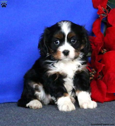 Miniature Bernese Mountain Dog Puppies For Sale Greenfield Puppies