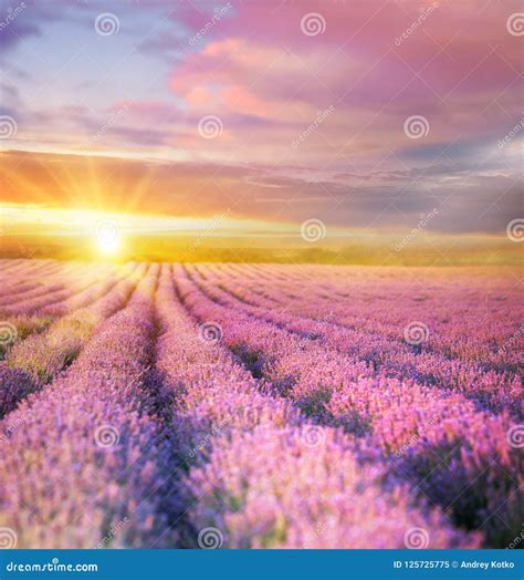 Sunset Over A Violet Lavender Field Stock Image Image Of Gardening