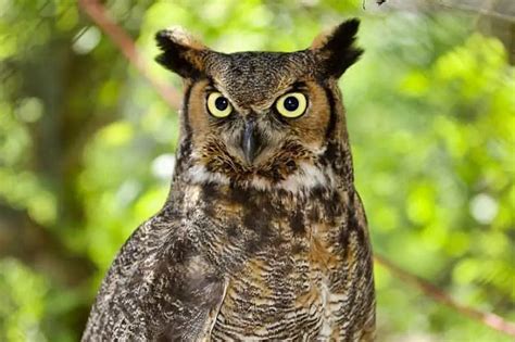 13 Types Of Owls In Arizona Pictures To Identify Them Bird Feeder Hub