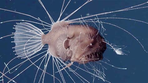 First Ever Footage Of Anglerfish Mating Is As Horrifying As Youd