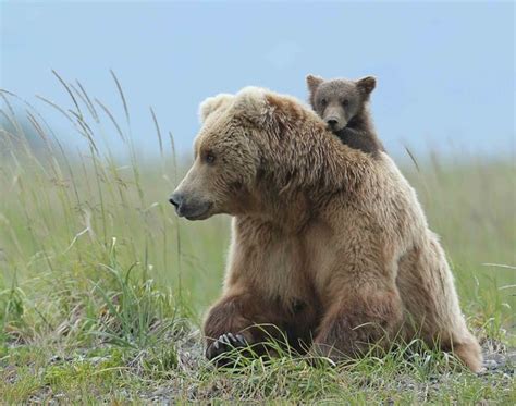 How Bear Y Cute Grizzly Cub Gets A Piggyback From Mum As Male Comes