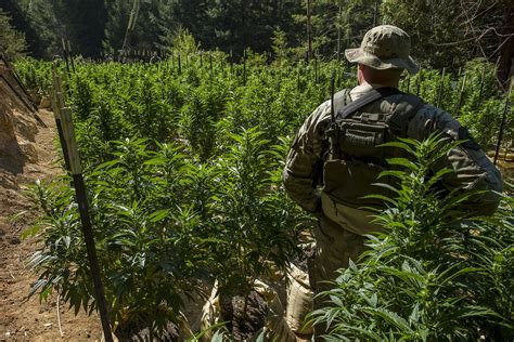 statewide pot raids target illegal grows in 39 counties — 52 people arrested