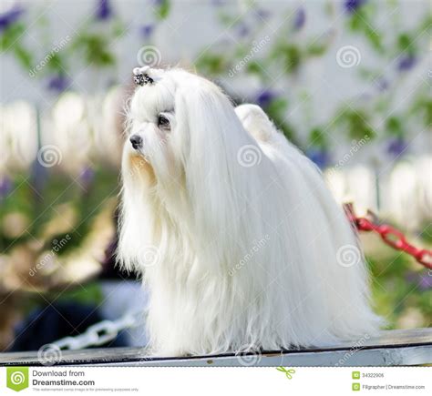 Maltese Dog Stock Photo Image Of Lion Domestic Hanging 34322906