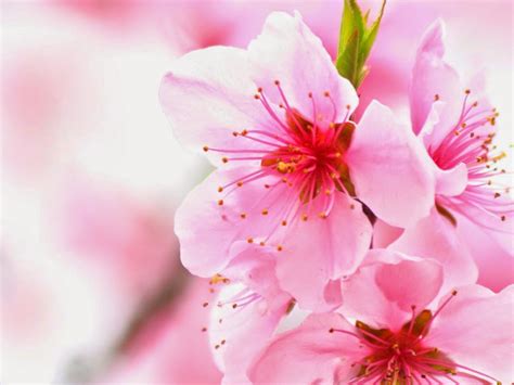 Manfaat Bunga Sakura Untuk Wajah Kulit Dan Kesehatan ~ Japan Corner