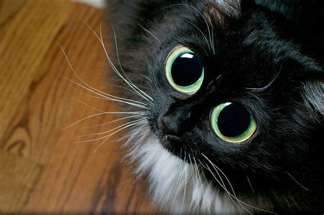 10 Purrr Fect Products For Your Cat With Big Beautiful Eyes A Review And Buying Guide Furry Folly