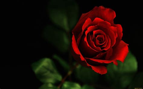 Beautiful Flower Red Rose Photo Wallpaper 2560x1600 22542