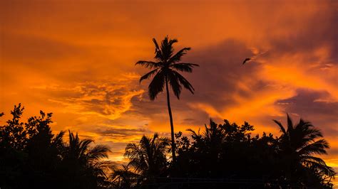 Discover More Than 81 Palm Tree Sunset Wallpaper Incdgdbentre