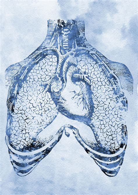 Human Heart And Lungs X Digital Art By Erzebet S Pixels