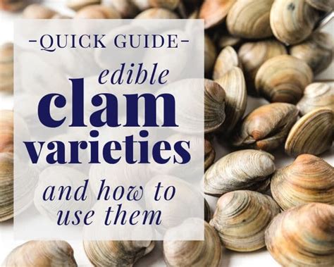 Types Of Clams And How To Use Them Striped Spatula