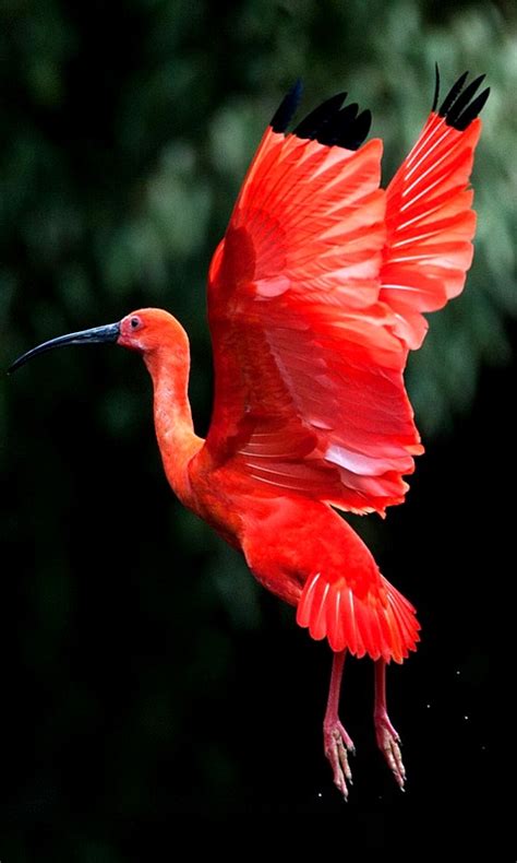 Scarlet Ibis A1 Pictures