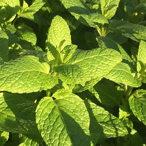 Buy Spearmint Garden Mint Or Common Mint Mentha Spicata