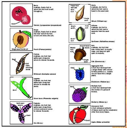 True fruits and false fruits examples. Examples of the many classifications of fruits. The ...